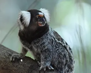 Vulnerable Species Drucke: Common Marmoset, Callithrix jacchus