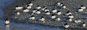 Common Merganser Drucke: Common Merganser