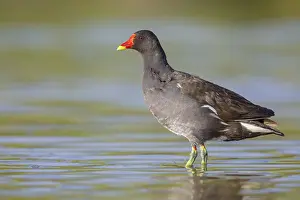 Common Moorhen Drucke: Common Moorhen