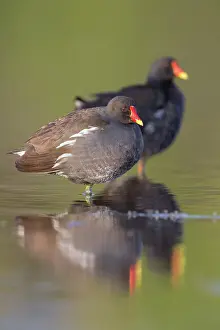 European Bird Drucke: Common Moorhen