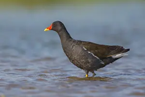 European Bird Drucke: Common Moorhen