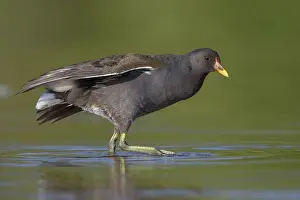 Gruiformes Family Birds Drucke: Common Moorhen