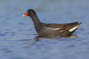 Common Moorhen Drucke: Common Moorhen