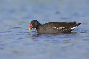 Common Moorhen Drucke: Common Moorhen