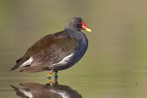 Wildlife Birds Europe Drucke: Common Moorhen