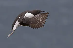 Alcidae Bird Species Drucke: Common Murre