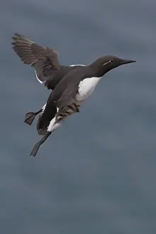 European Birds In Flight Drucke: Common Murre
