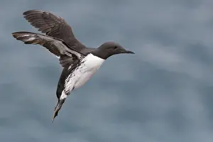 Charadriiformes Birds Europe Drucke: Common Murre