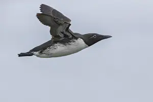 Wildlife Nature Images Drucke: Common Murre