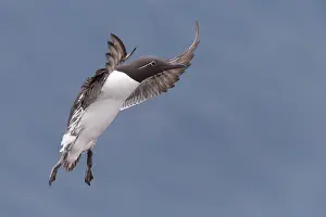 Charadriiformes Species Pictures Drucke: Common Murre