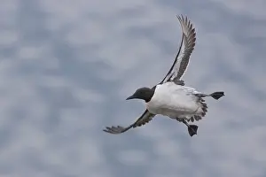 Nature Photography Birds Drucke: Common Murre