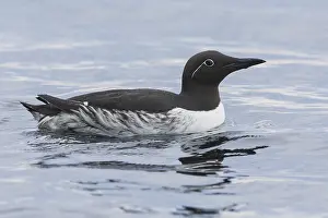 Adult Bird Species Drucke: Common Murre