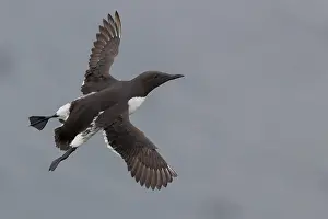 Wildlife Animals Drucke: Common Murre