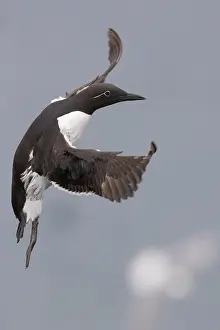 European Bird Drucke: Common Murre