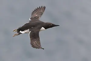 Nature Photography Birds Drucke: Common Murre