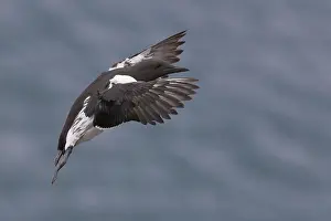 European Seabirds In Flight Drucke: Common Murre
