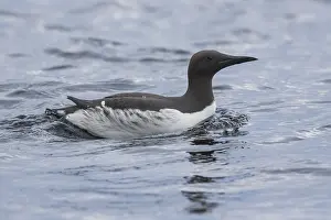 Common Murre