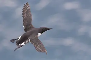Charadriiformes Species List Drucke: Common Murre