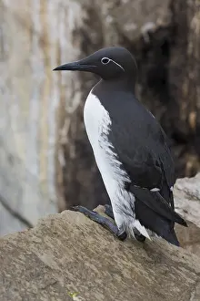 Wildlife Nature Photos Drucke: Common Murre
