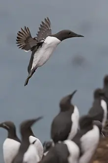 Vertical Bird Images Drucke: Common Murre