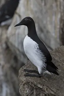 Norway Nature Photography Drucke: Common Murre