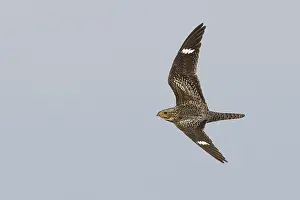 Blue Sky Bird Images Drucke: Common Nighthawk, Chordeiles minor