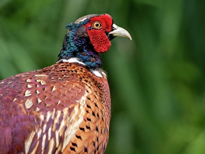 Nature Bird Photography Drucke: Common Pheasant, Phasianus colchicus