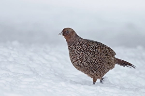 Common Pheasant Habitat Drucke: Common Pheasant, Phasianus colchicus