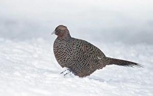 Common Pheasant Images Drucke: Common Pheasant, Phasianus colchicus