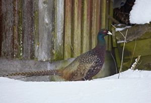 Phasianus Colchicus Images Drucke: Common Pheasant, Phasianus colchicus