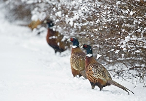 Phasianus Colchicus Images Drucke: Common Pheasant, Phasianus colchicus