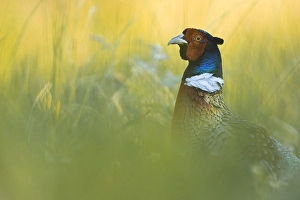 Bilder Datiert 3. Juni 2021: Geflügelte Strauß, Phasianus colchicus.