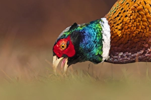 Phasianus Colchicus Images Drucke: Common Pheasant, Phasianus colchicus