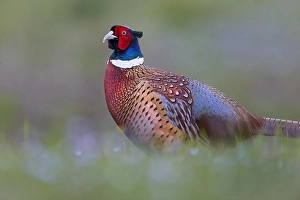 Phasianus Colchicus Images Drucke: Common Pheasant, Phasianus colchicus