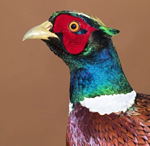 Colorful Bird Species Europe Drucke: Common Pheasant, Phasianus colchicus