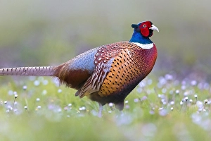 Wild Animal In Nature Drucke: Common Pheasant, Phasianus colchicus
