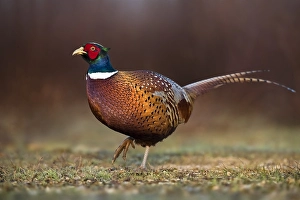 Common Pheasant Images Drucke: Common Pheasant, Phasianus colchicus
