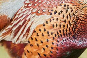 Common Pheasant Images Drucke: Common Pheasant, Phasianus colchicus