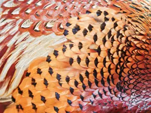 Common Pheasant Male Drucke: Common Pheasant, Phasianus colchicus
