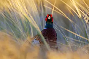 Phasianus Colchicus Species Drucke: Common Pheasant, Phasianus colchicus