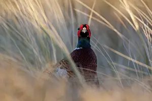 Phasianus Colchicus Species Drucke: Common Pheasant, Phasianus colchicus