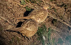 Phasianus Colchicus Images Drucke: Common Pheasant, Phasianus colchicus