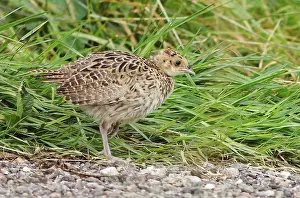 Phasianus Colchicus Drucke: Common Pheasant, Phasianus colchicus