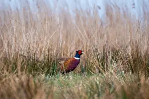 Common Pheasant Images Drucke: Common, Pheasant; Phasianus colchicus