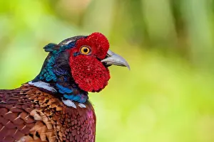 Phasianus Colchicus Drucke: Common, Pheasant; Phasianus colchicus