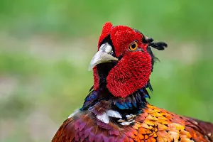 Phasianus Colchicus Images Drucke: Common, Pheasant; Phasianus colchicus