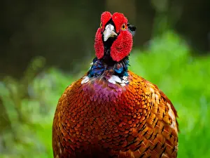 Phasianus Colchicus Images Drucke: Common, Pheasant; Phasianus colchicus