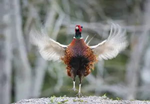 Phasianus Colchicus Images Drucke: Common Pheasant, Phasianus colchicus