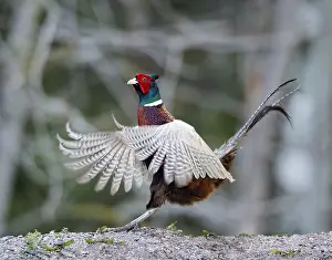Common Pheasant Images Drucke: Common Pheasant, Phasianus colchicus