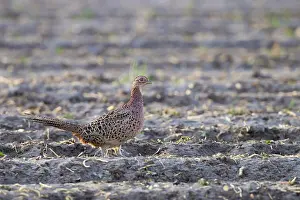 Common Pheasant Drucke: Common Pheasant, Phasianus colchicus